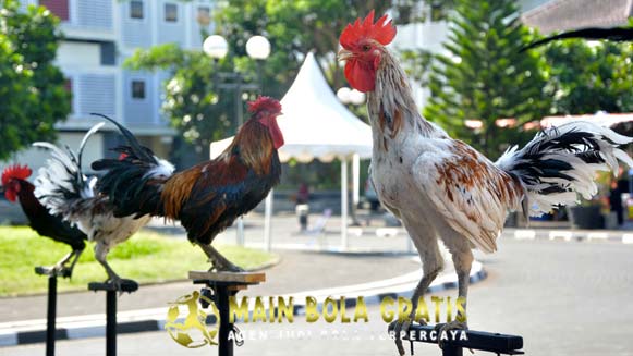 Fakta Menarik Ayam Ketawa Asli Indonesia Si Pembawa Rejeki