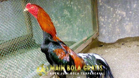 Rahasia Cara Meracik Jamu Memperpanjang Napas Ayam Bangkok