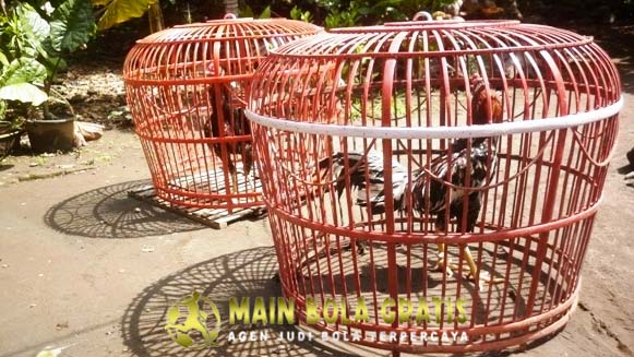 Tujuan Penjemuran Ayam Bangkok Setiap Hari Secara Rutin