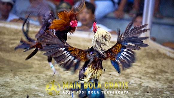 Katuranggan Ayam Bangkok Paling Kuat Di Arena Sabung