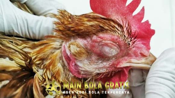 Tips Ampuh Mengobati Penyakit Snot Ayam Bangkok Aduan