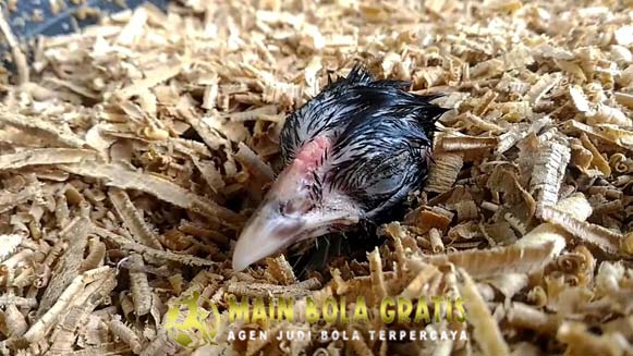 Tips dan Trik Mencegah Wabah Penyakit Ayam Bangkok Aduan