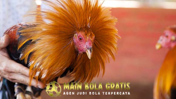 Keistimewaan Ayam Petarung Pukul Gledek Paling Mematikan