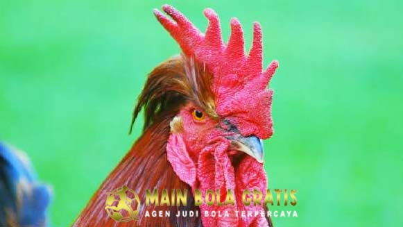 Tips Kuatkan Paruh Ayam Bangkok Agar Menjadi Petarung Handal