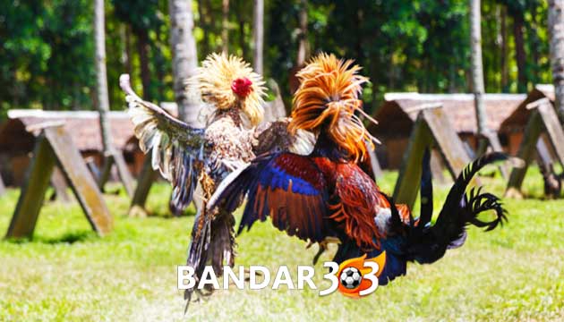 Cara Melatih Teknik Brakot Ayam Bangkok Pukul Mati