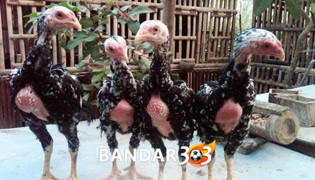 Faktor Penentu Ciri Anak Ayam Bangkok Berkualitas Juara